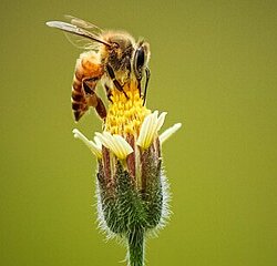 ankith choudhary auf unsplash